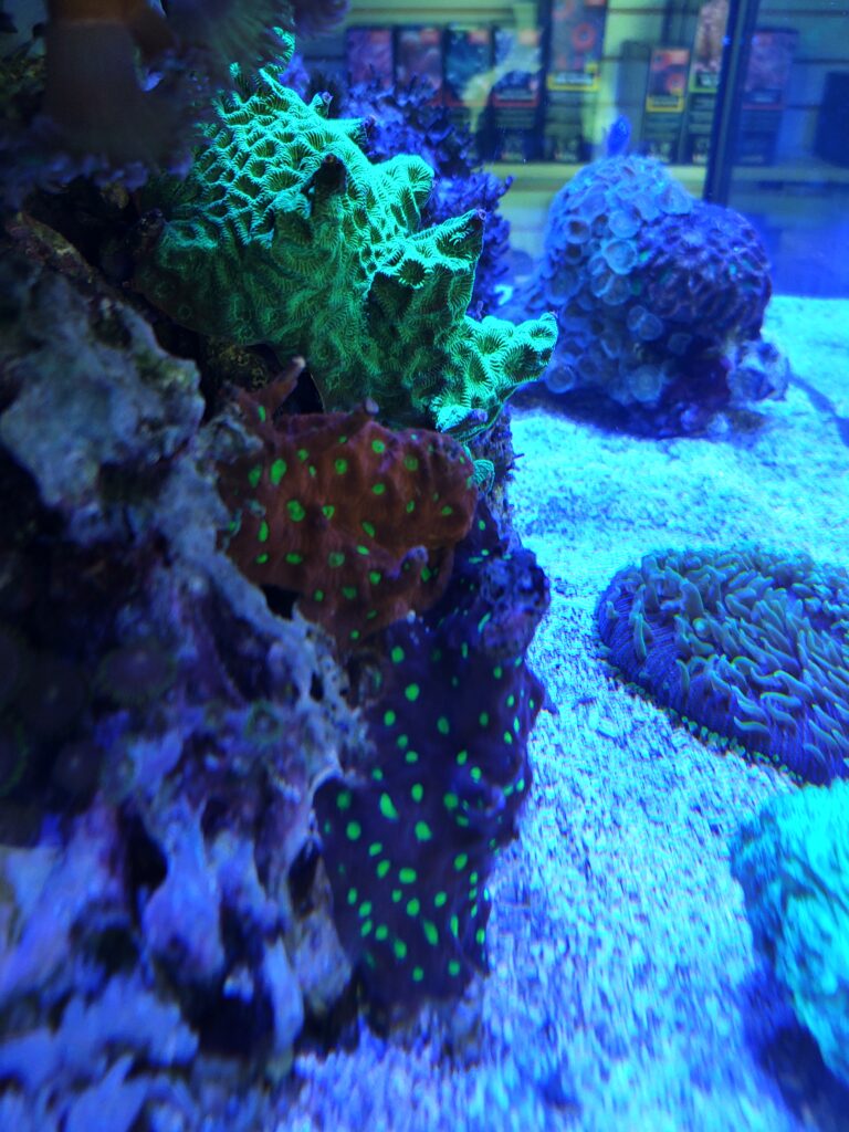 Coral display