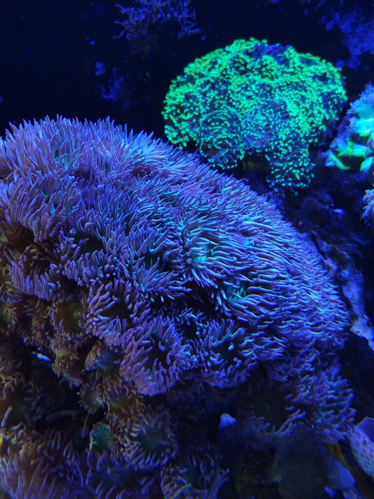 Coral close-up