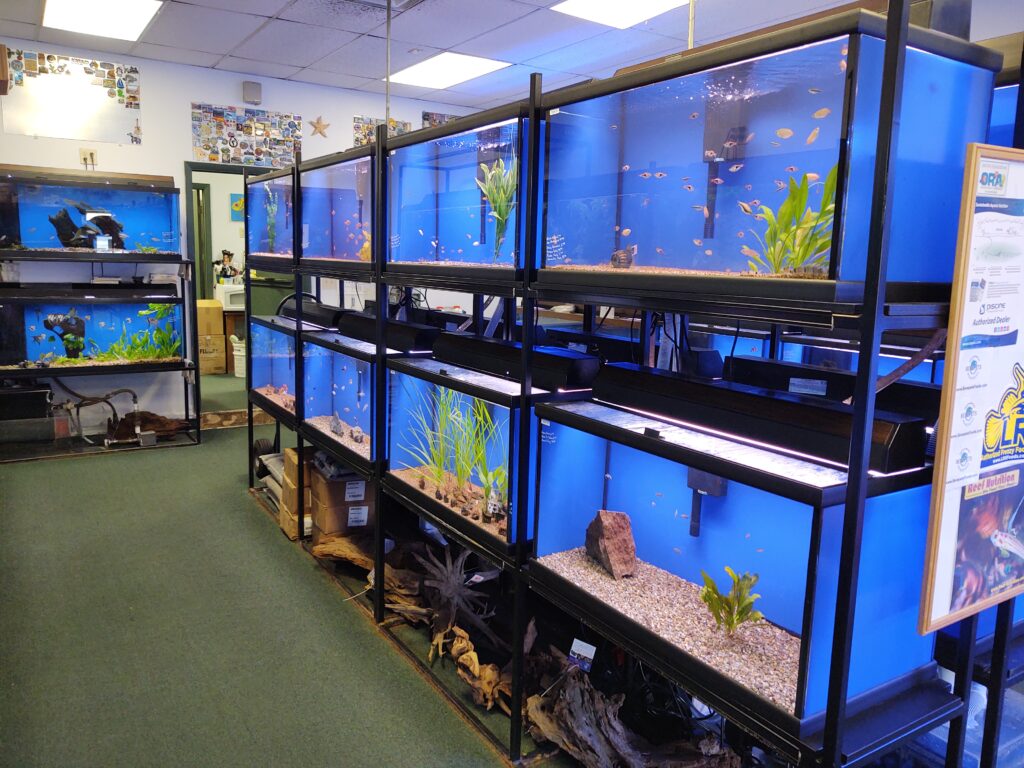 Seascape Aquatics store interior with illuminated aquarium tanks